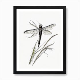 Black Saddlebags Dragonfly Pencil Illustration 1 Art Print