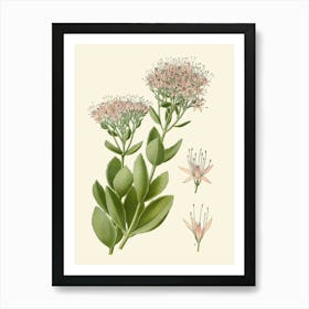 Eucalyptus 5 Art Print