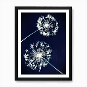 Blue alliums Art Print