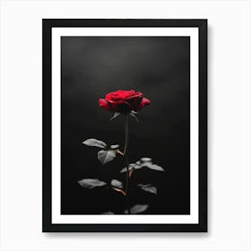 Dark Rose 147 Art Print