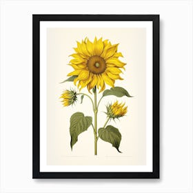 Sunflowers Flower Vintage Botanical 2 Art Print