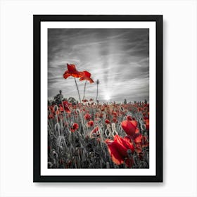 Poppies Sunset In Colorkey Art Print