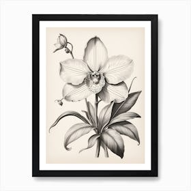 Vintage Orchid Art Print
