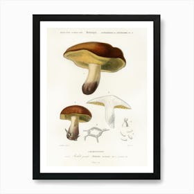 Mushroom (Boletus Circinans), Charles Dessalines D' Orbigny Art Print