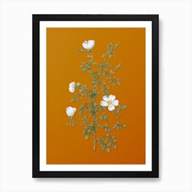 Vintage Hedge Rose Botanical on Sunset Orange n.0789 Art Print