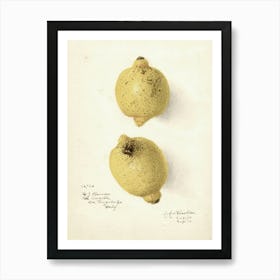 Two Lemons 2 Art Print