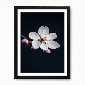 Cherry Blossom 2 Art Print