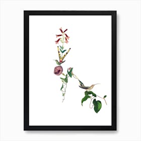 Hummingbirds of Paradise Poster