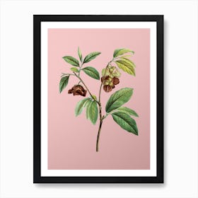 Vintage Papaw Tree Branch Botanical on Soft Pink n.0160 Art Print