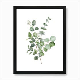 Eucalyptus Leaf Watercolour Print Art Print