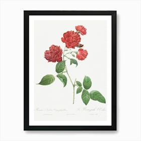 Red Cabbage Rose, Pierre Joseph Redoute Art Print