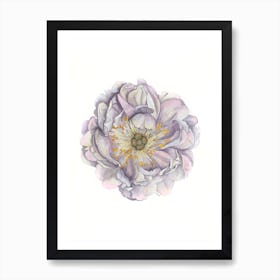 A Peony In Grey Art Print