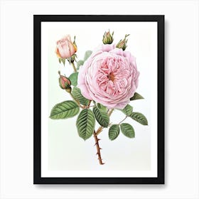 English Roses Painting Detailed Botanical 3 Art Print