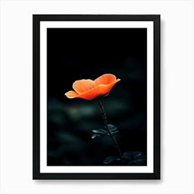 Single Poppy Flower Art Print