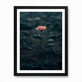 Rose In The Dark 36 Art Print