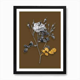 Vintage Anemone Sweetbriar Rose Black and White Gold Leaf Floral Art on Coffee Brown n.0025 Art Print