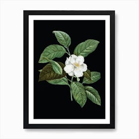 Vintage Stewartia Tree Botanical Illustration on Solid Black n.0923 Art Print