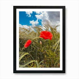 Red Poppies In A Wheat Field Art Print