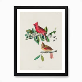 Cardinal, John James Audubon Art Print