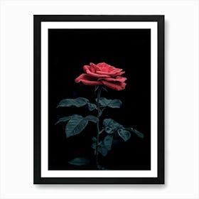 Dark Rose 68 Art Print