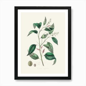 Vintage Botanical John Stephenson and James Morss Churchill Art Print_2731689 Art Print