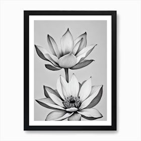 Lotus B&W Pencil 4 Flower Art Print
