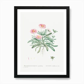 Mesembryanthemum Cuneifolium (Livingstone Daisy), Pierre Joseph Redoute Art Print