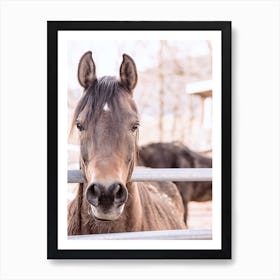 Bay Colored Horse Art Print