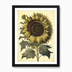 Sunflower Wildflower Vintage Botanical 1 Art Print