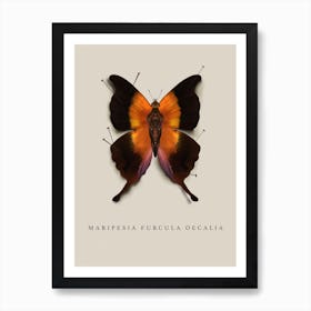 Butterfly No4 Art Print