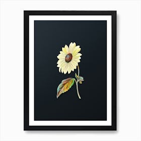 Vintage California Sunflower Botanical Watercolor Illustration on Dark Teal Blue n.0838 Art Print