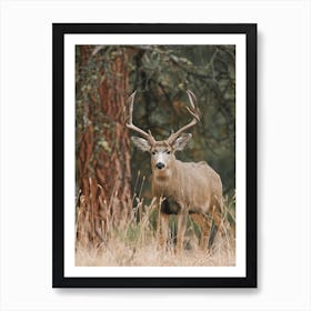 Arizona Trophy Mule Deer Art Print