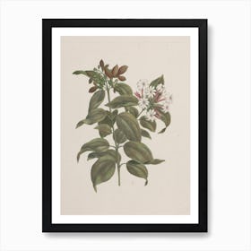 African Jasmine, Luigi Balugani Art Print