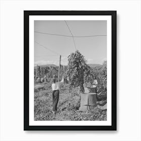 Pulling Down Vines In Hop Field, The Hops Or Burns Are Then Picked From The Vines, Yakima County, Washington By Art Print