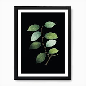 Vintage Eared Willow Botanical Illustration on Solid Black n.0662 Art Print