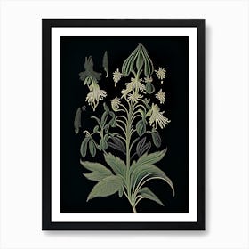 Black Cohosh Wildflower Vintage Botanical 2 Art Print