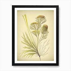 Fennel Seed Spices And Herbs Retro Drawing 1 Art Print