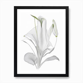 Zantedeschia Floral Quentin Blake Inspired Illustration 4 Flower Art Print