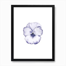 Pansy Art Print