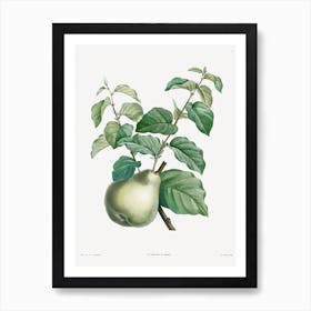 Pear Fruit, Pierre Joseph Redoute Art Print