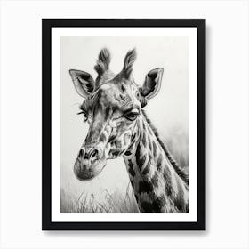 Pencil Portrait Of A Giraffe Art Print