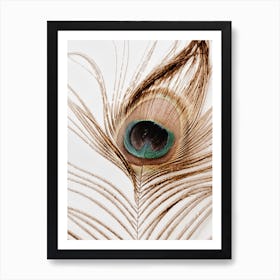 Peacock Feather 2 Art Print