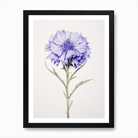 Pressed Flower Botanical Art Cornflower 2 Art Print