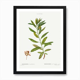 Rhodora, Pierre Joseph Redoute Art Print