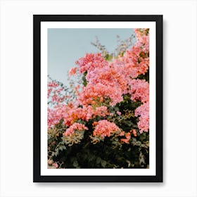 Pink Bougainvillea, flowers in Puglia, Italy| travel photography Art Print