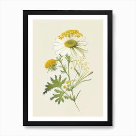 Feverfew Spices And Herbs Retro Drawing 1 Art Print