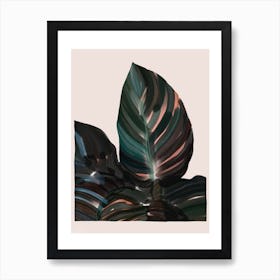 Calathea Plant Leaves Art Print