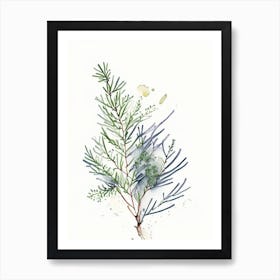 Juniper Herb Minimalist Watercolour 1 Art Print