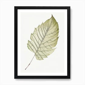 Ash Leaf Illustration Art Print