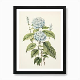 Ajisai Hydrangea 2 Vintage Japanese Botanical Art Print